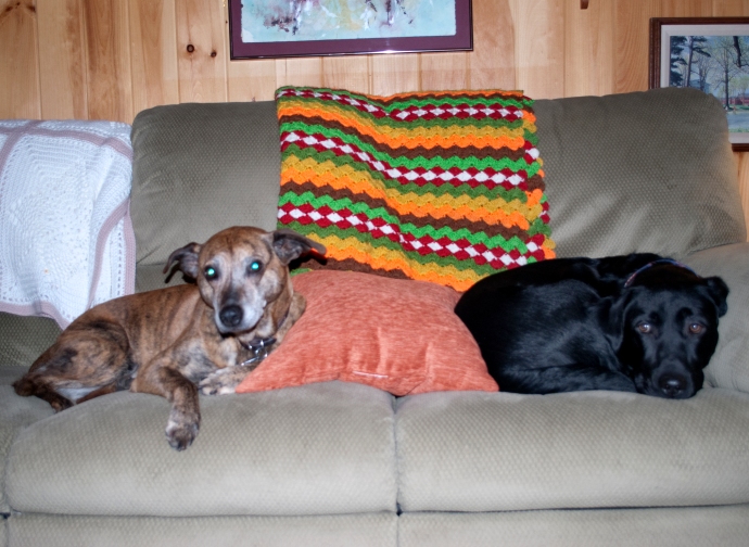 Photo of my dog Gypsy lying on one side of the couch with a pillow between her and my other dog, Gus, who is also lying on the couch. 