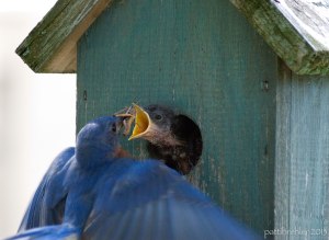 The bluebird has its wings spread as it flies to the hole in the birdhouse. It has a grasshopper in its mouth and the baby bird is stretching its neck out with its beak wide open to snatch up the bug.