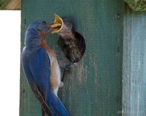 The bluebird is perched on the edge of the hole again and is sticking the grasshopper down the throat of the baby bird, which is really stretching out to receive it. The baby bird is at least as large as the bluebird, and is scraggly looking, with brown and white markings.