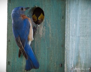 The bluebird is now perched on the edge of the hole to the birdhouse, facing toward the hole. Inside the hole are two yellow beaks wide open facing out.