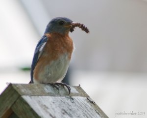 An Eastern Bluebird is perched on the top of a wooden birdhouse. The bird has a white belly and a red-orange chest, its head and wings are blue and its eye is black. It is holding some sort of catepiller in its beak.