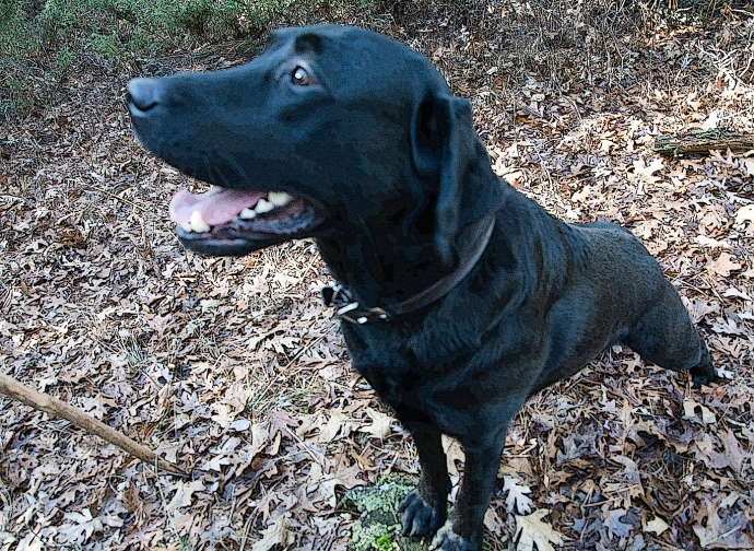 A close shot of a black lab standing with his front feet on a stump, his head is close to the camera and he is looking to the left with his mouth open.